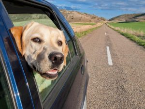 Emmener son chien en vacances